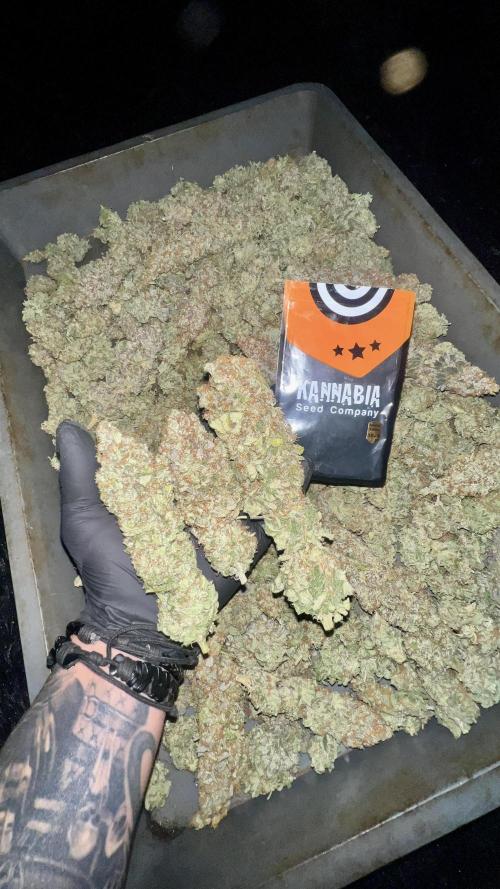 Apple Fritter. Week 12