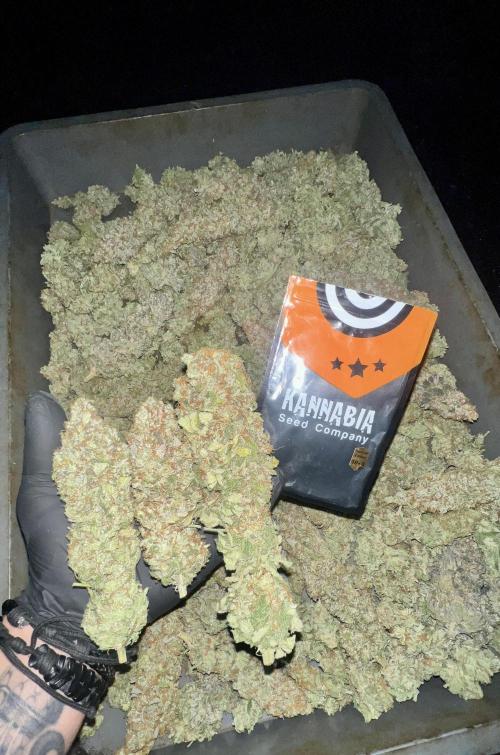 Apple Fritter. Week 12