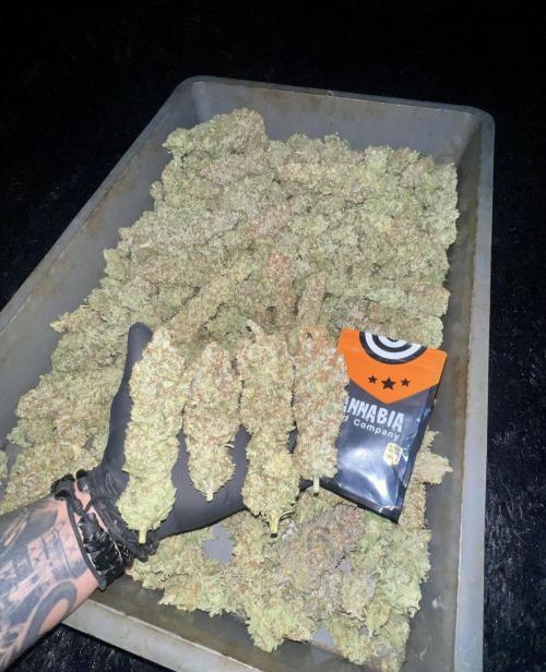 Apple Fritter. Week 12