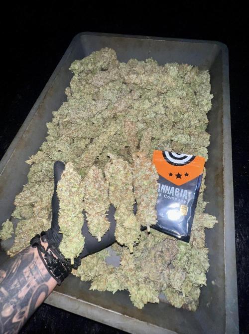 Apple Fritter. Week 12