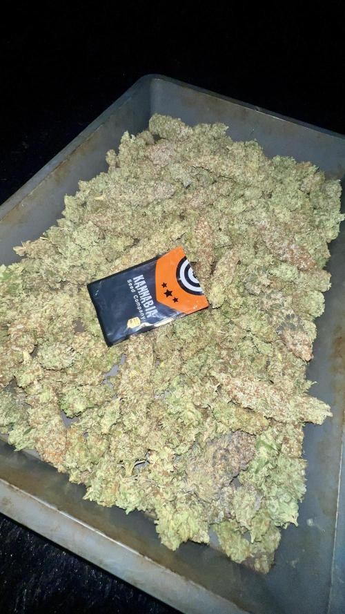 Apple Fritter. Week 12