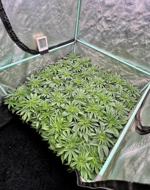 Gold Bar Kush. Week 3
