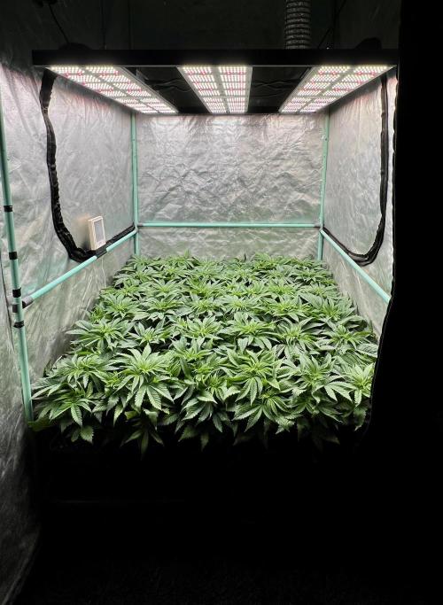 Gold Bar Kush. Week 3