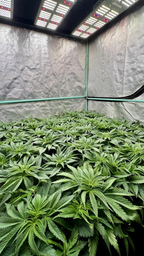 Gold Bar Kush. Week 3