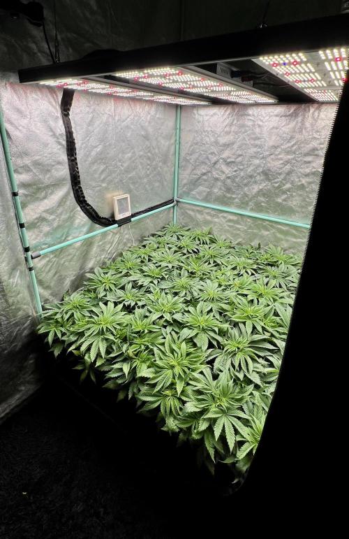 Gold Bar Kush. Week 3