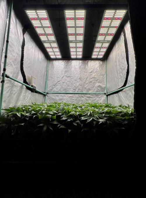 Gold Bar Kush. Week 3