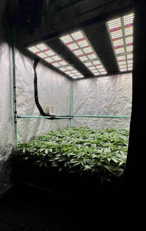 Gold Bar Kush. Week 3
