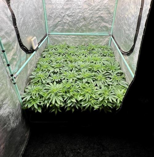 Gold Bar Kush. Week 3
