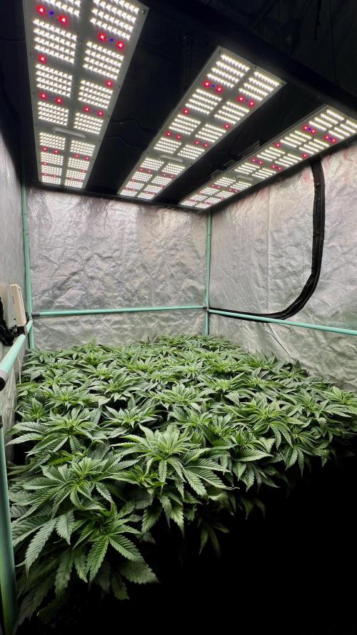 Gold Bar Kush. Week 3