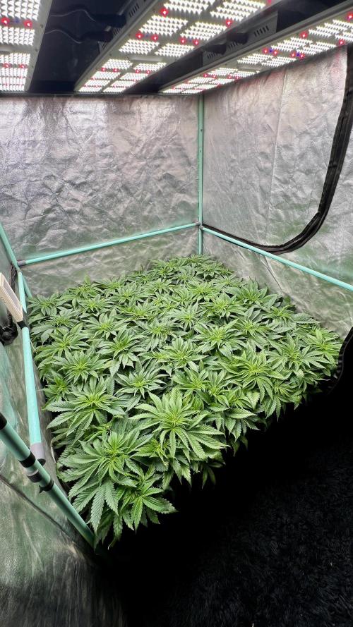 Gold Bar Kush. Week 3