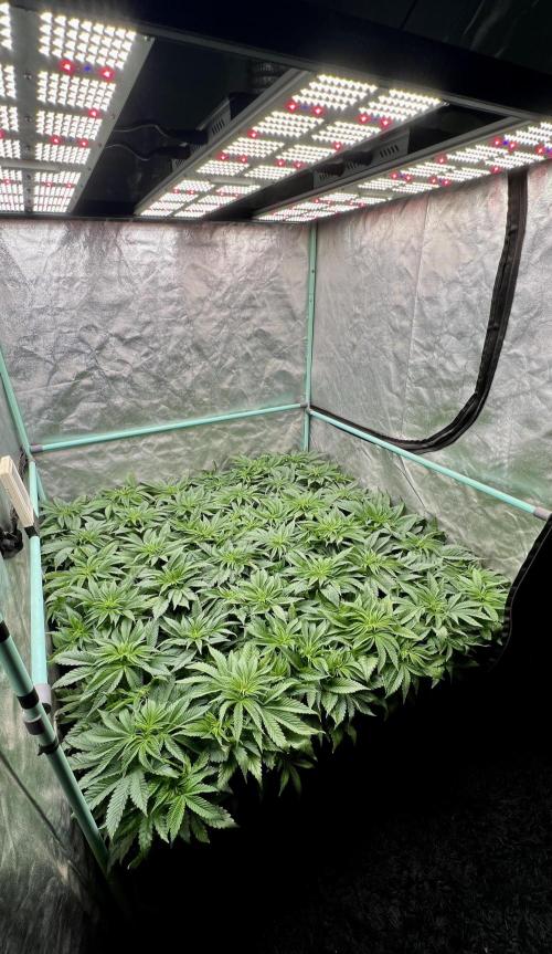 Gold Bar Kush. Week 3