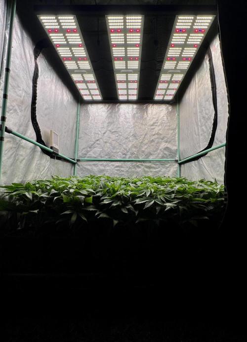 Gold Bar Kush. Week 3