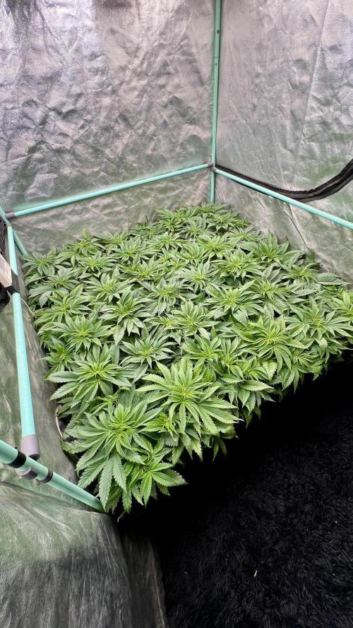 Gold Bar Kush. Week 3