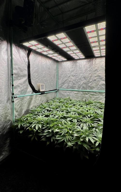 Gold Bar Kush. Week 3
