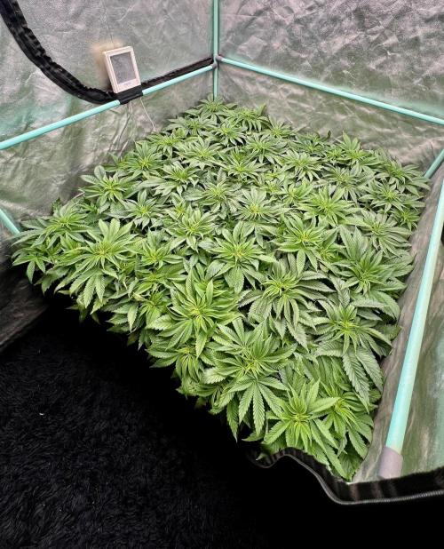 Gold Bar Kush. Week 3