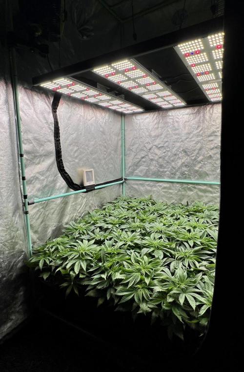 Gold Bar Kush. Week 3