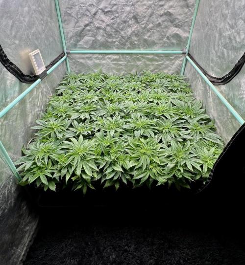 Gold Bar Kush. Week 3