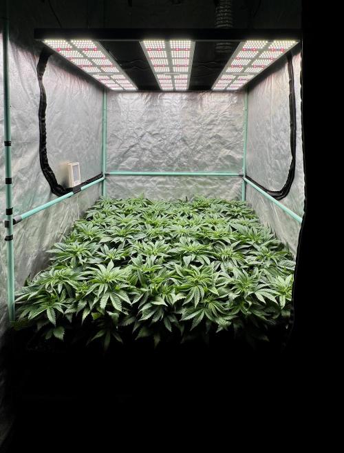 Gold Bar Kush. Week 3