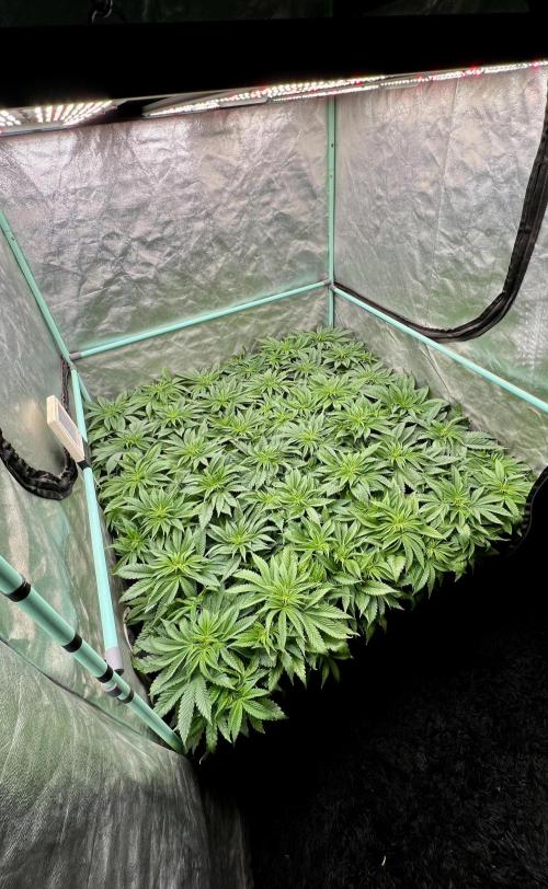Gold Bar Kush. Week 3