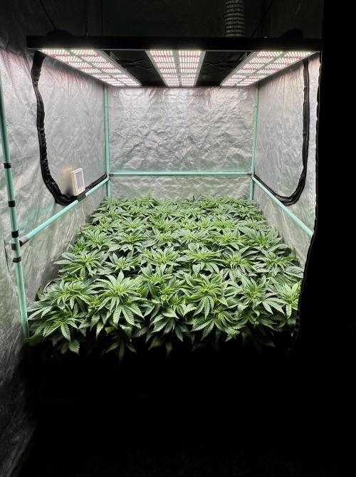 Gold Bar Kush. Week 3