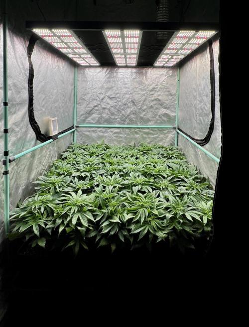 Gold Bar Kush. Week 3