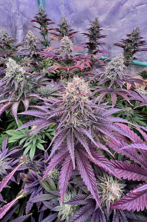 Gorilla Runtz. Week 8