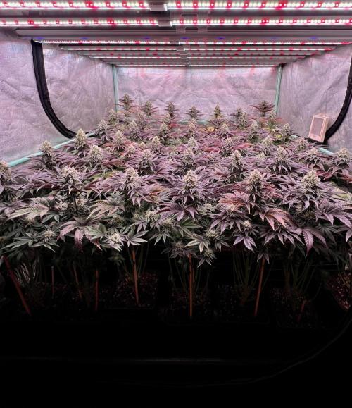 Gorilla Runtz. Week 8