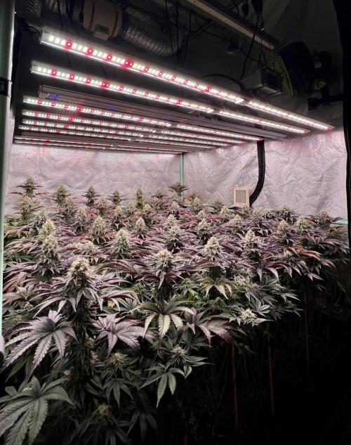 Gorilla Runtz. Week 8