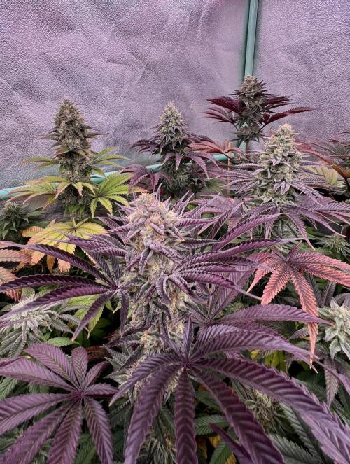 Gorilla Runtz. Week 8