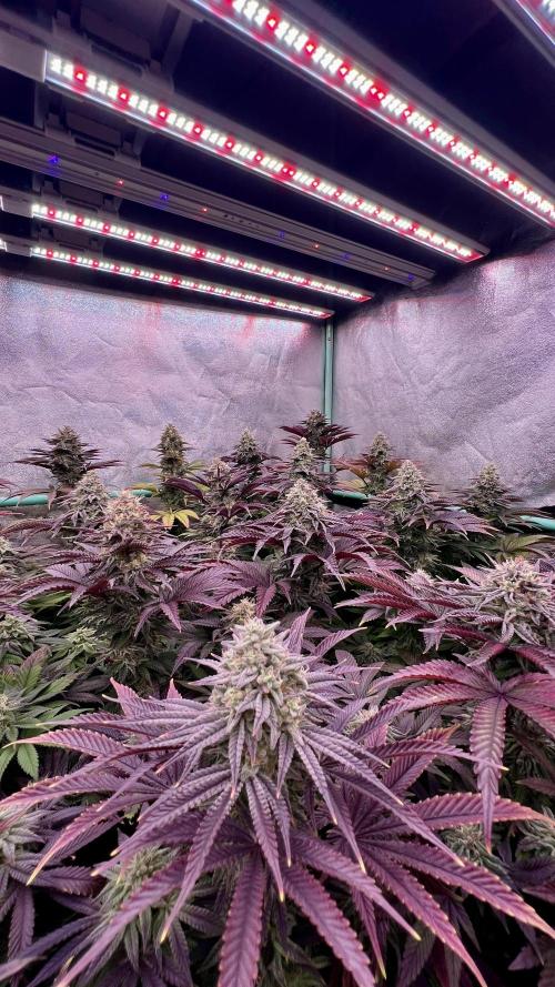 Gorilla Runtz. Week 8