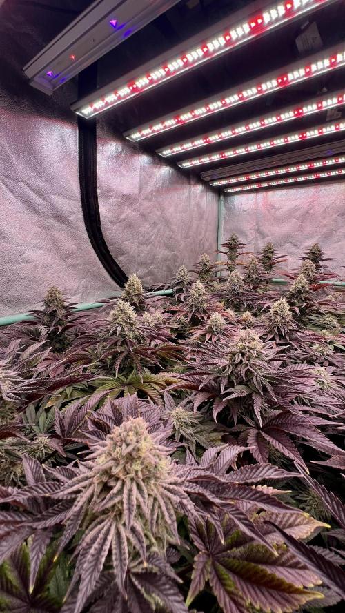 Gorilla Runtz. Week 8