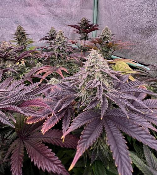 Gorilla Runtz. Week 8