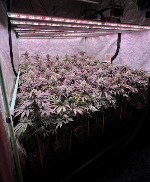 Gorilla Runtz. Week 8