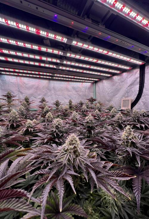Gorilla Runtz. Week 8