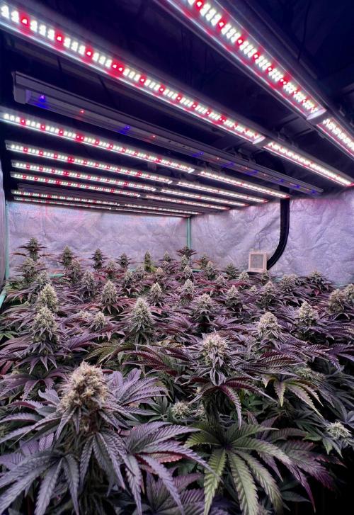 Gorilla Runtz. Week 8
