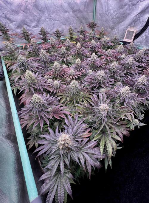 Gorilla Runtz. Week 8