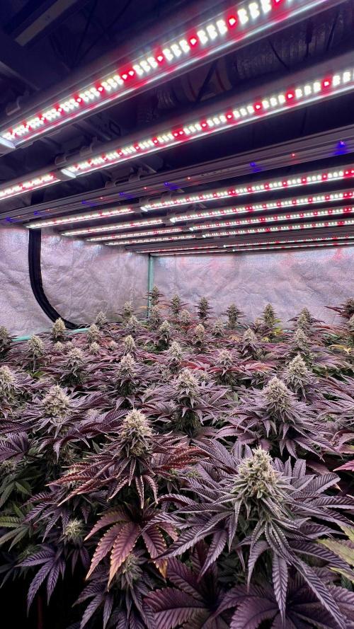 Gorilla Runtz. Week 8