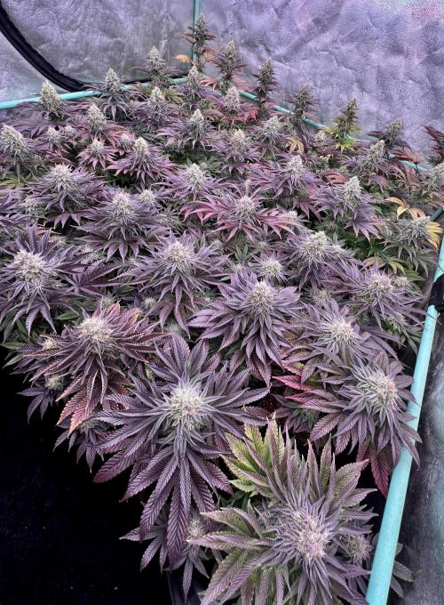 Gorilla Runtz. Week 8