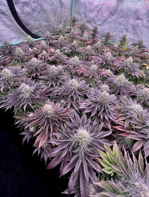 Gorilla Runtz. Week 8