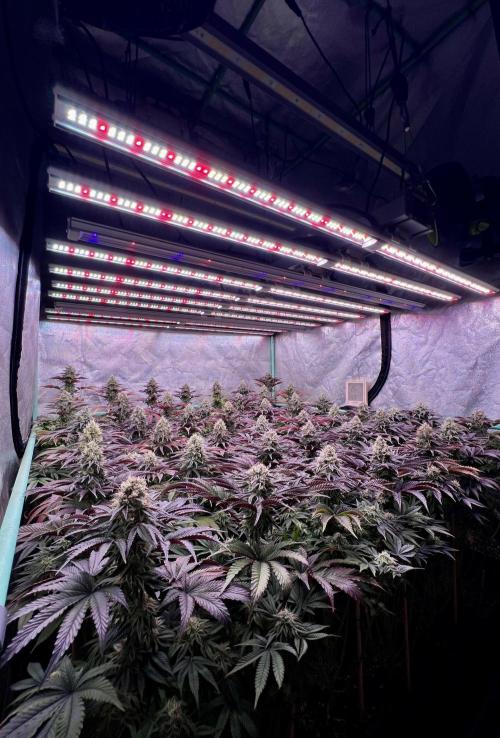 Gorilla Runtz. Week 8