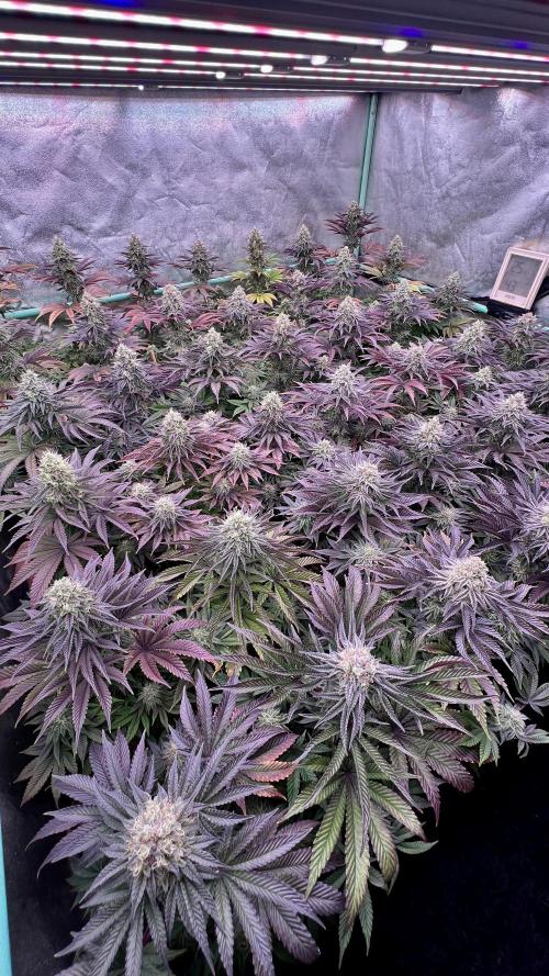 Gorilla Runtz. Week 8