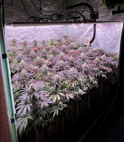 Gorilla Runtz. Week 8