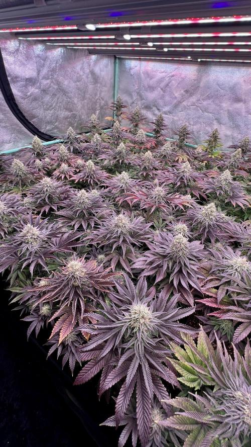Gorilla Runtz. Week 8
