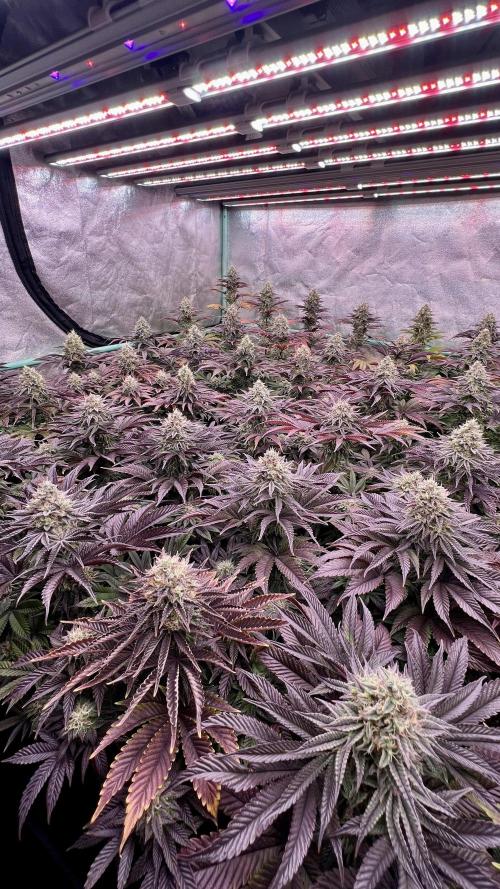 Gorilla Runtz. Week 8