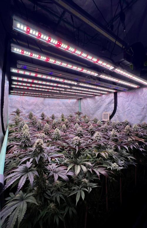 Gorilla Runtz. Week 8