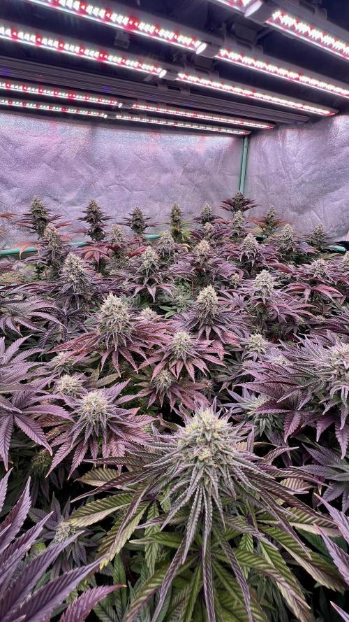 Gorilla Runtz. Week 8