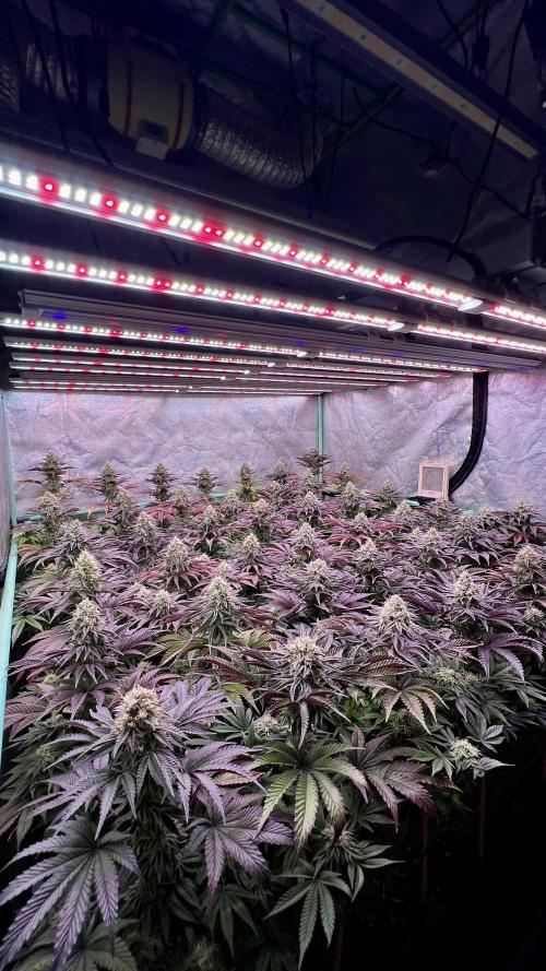 Gorilla Runtz. Week 8