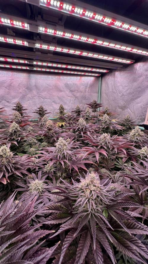 Gorilla Runtz. Week 8
