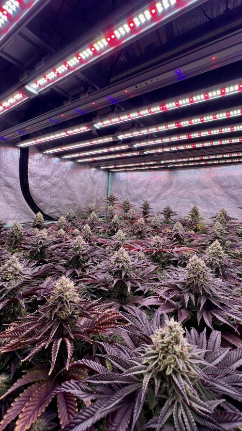 Gorilla Runtz. Week 8