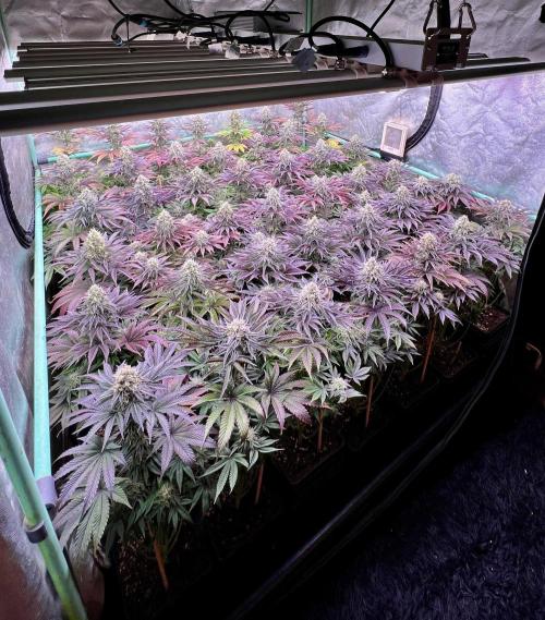 Gorilla Runtz. Week 8